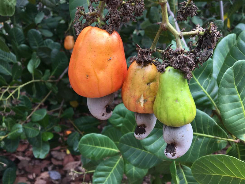 The Cashew Nut Explained