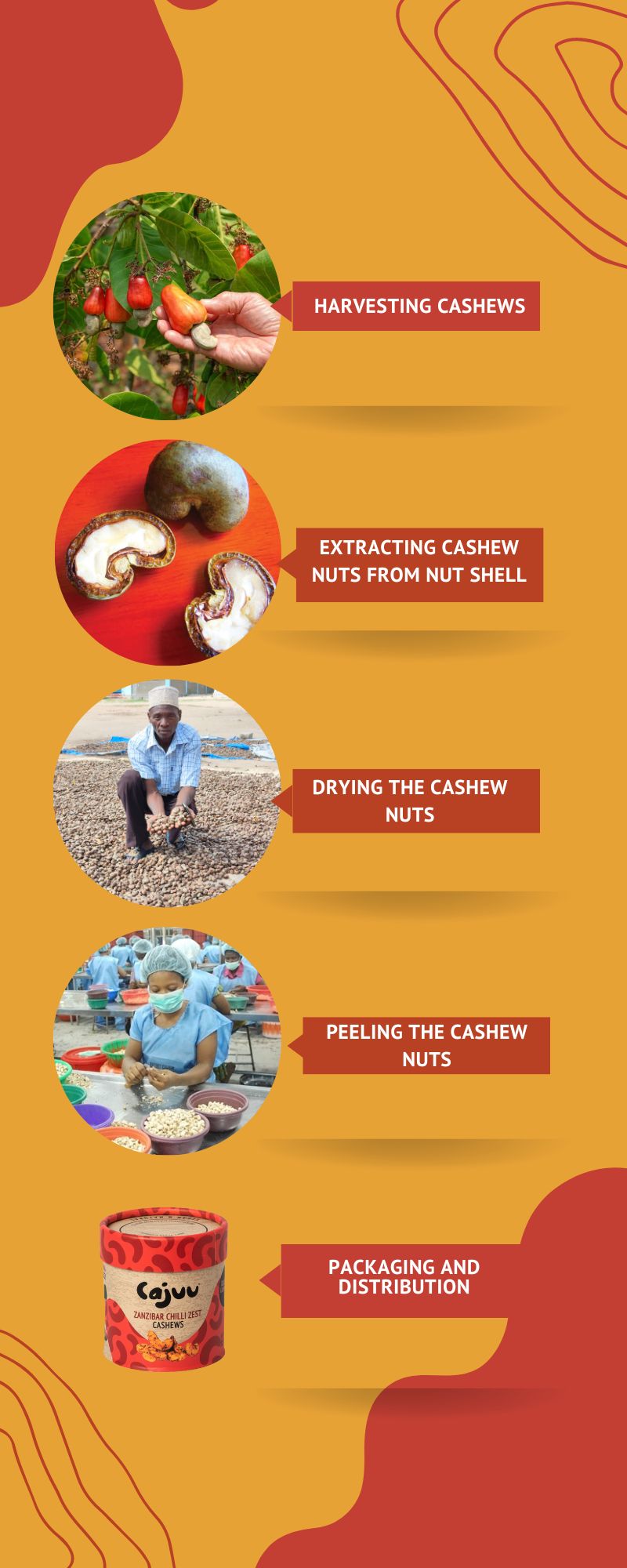 How are Cashews Harvested and Processed: From Tree to Table